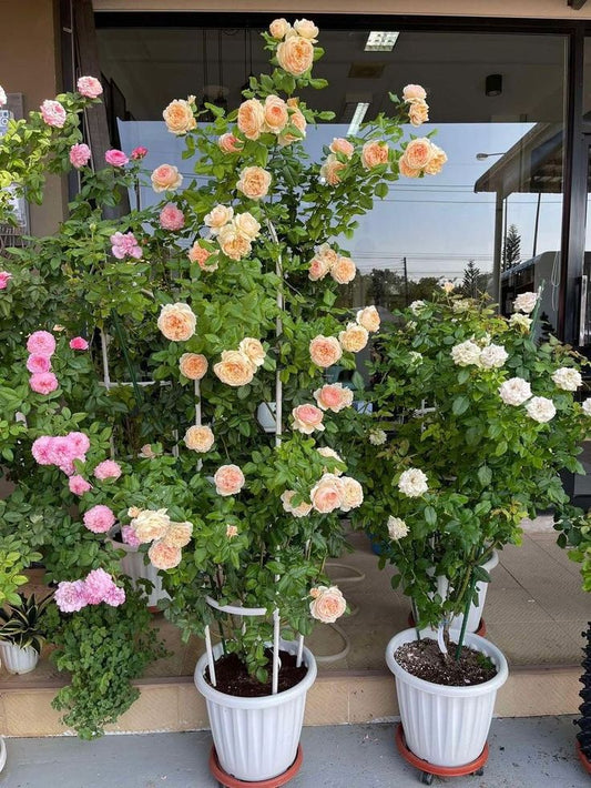 Imported Climbing Rose Flower Plant – 2 Feet Tall