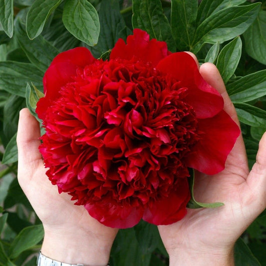 Imported Double Peony Flower Bulbs Pack of 1 Bulb