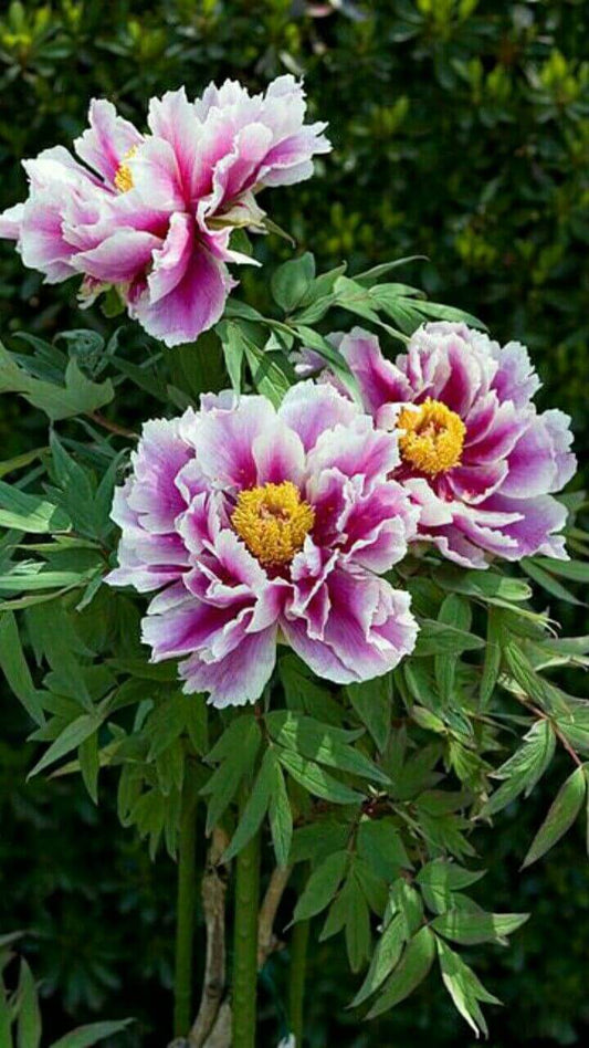 Peony Imported Flower Bulbs Purple & Yellow 1