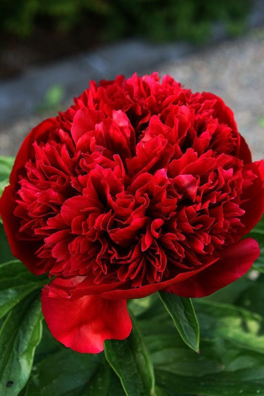 Imported Double Peony Flower Bulbs Pack of 1 Bulb