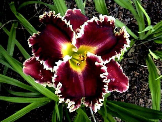 Day lily Imported Flower Bulbs Dark Red