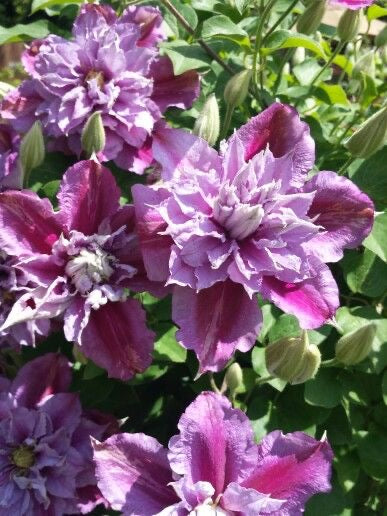 Clematis Imported Flower Plants Pack of 1 Pec