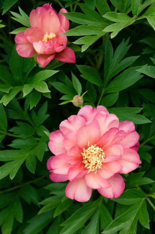 Peony Imported Flower Bulbs Pink & Yellow 1