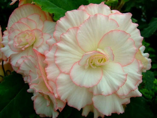 Buy Flower Bulbs Online | Premium Garden Plants
