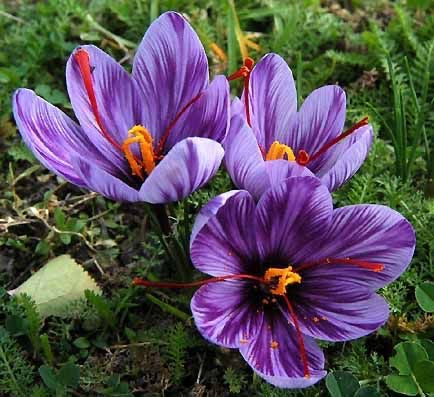 Saffron kesar Flower Bulbs Pack of 5 Bulbs