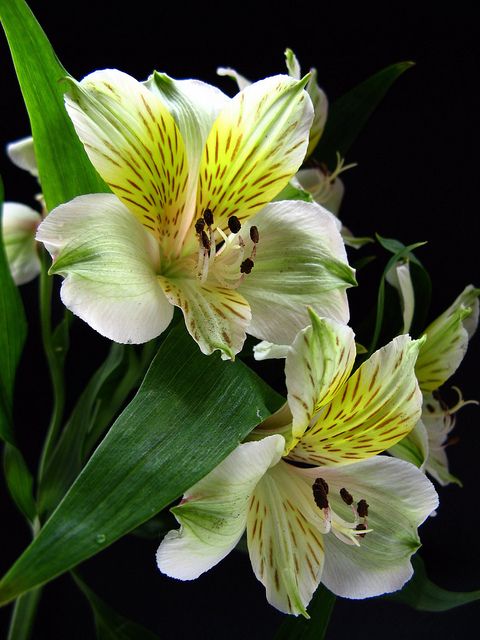alstroemeria peruvian lily colorful flowers blooming garden India