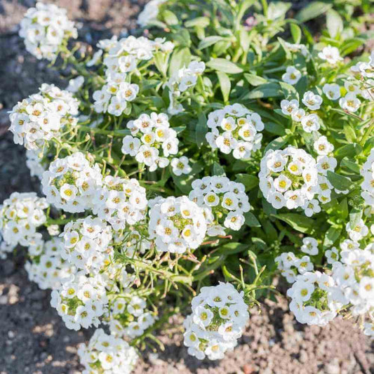 Sweet Alyssum Flower Seeds, Imported Seeds 50-100