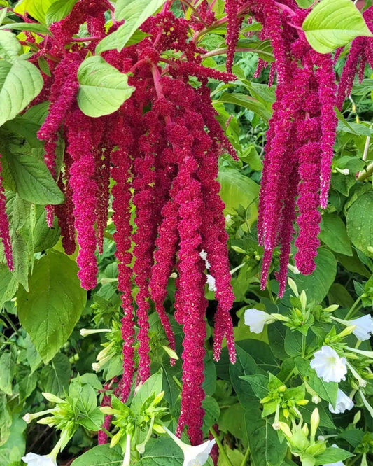 Amaranthus Flower Seeds, Imported Flower Seeds 50-100