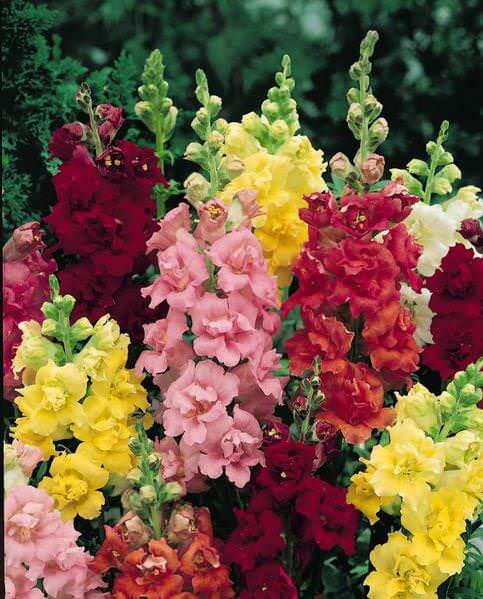 Antirrhinum Flower Seeds, Imported Seeds 50-100