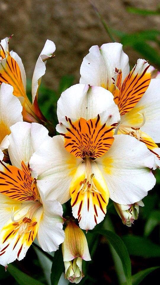 alstroemeria peruvian lily colorful flowers blooming garden India