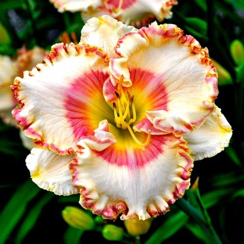 Imported Daylily Flower Bulbs – Pack of 5 Bulbs