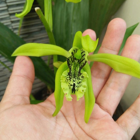 Imported Nuns Orchid Flower Bulbs(PACK OF 2 Bulbs)