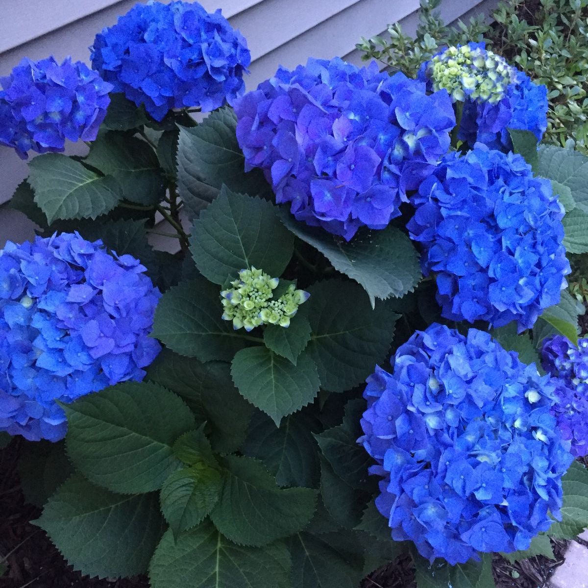Blue hydrangeas with green leaves in a garden setting