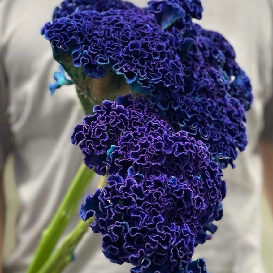 Bouquet of blue flowers held by a person wearing a gray shirt.