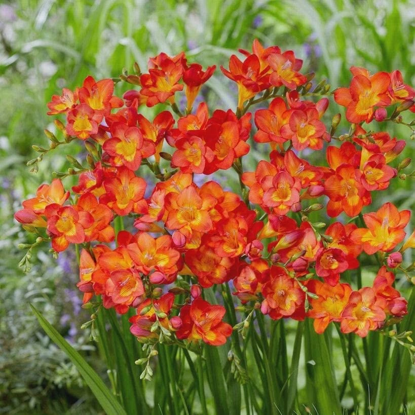 Bouquet of bright orange and red flowers with green leaves on a blurred natural background