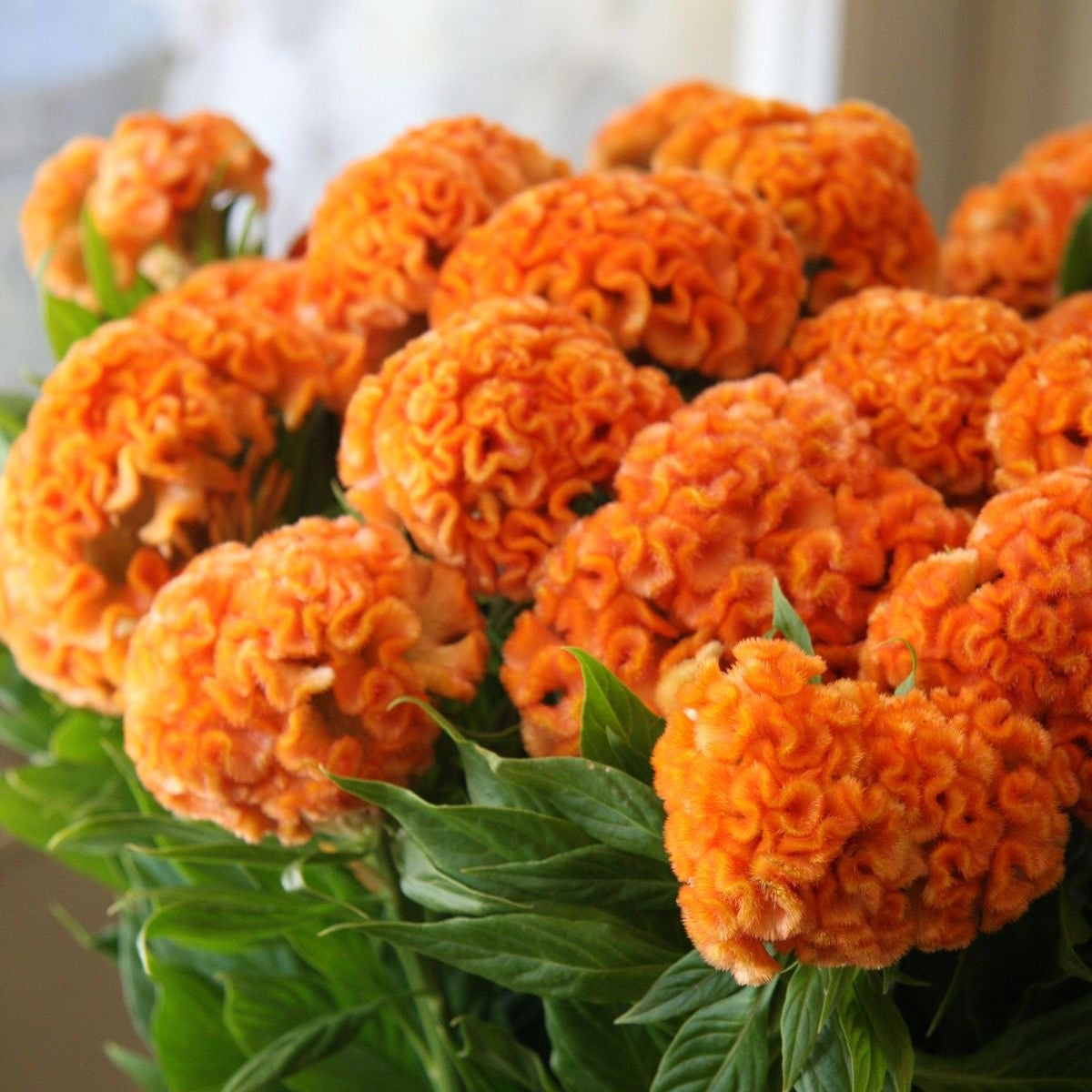Bouquet of bright orange marigold flowers with green leaves.