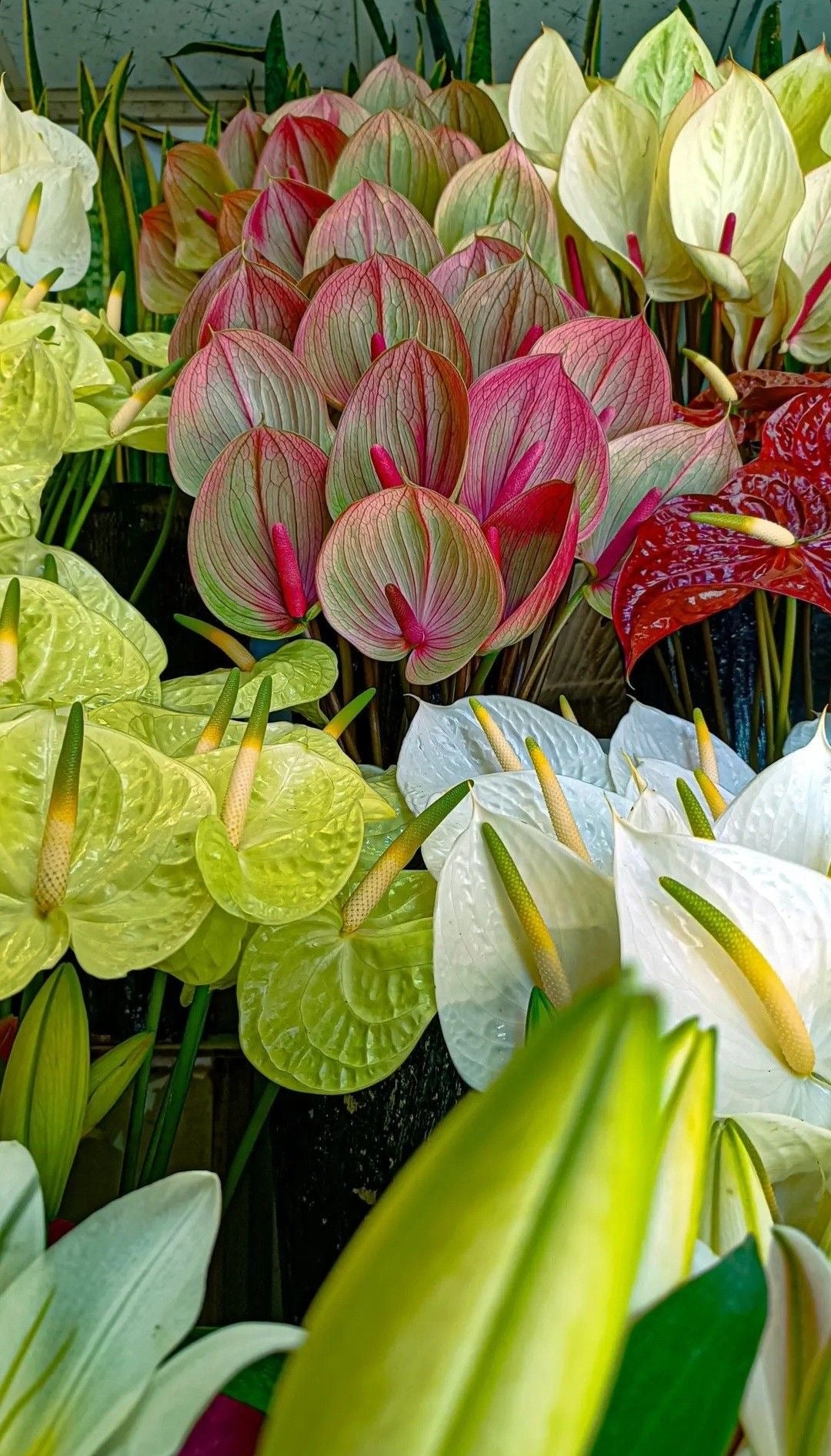 Bouquet of colorful Anthurium flowers in various shades.