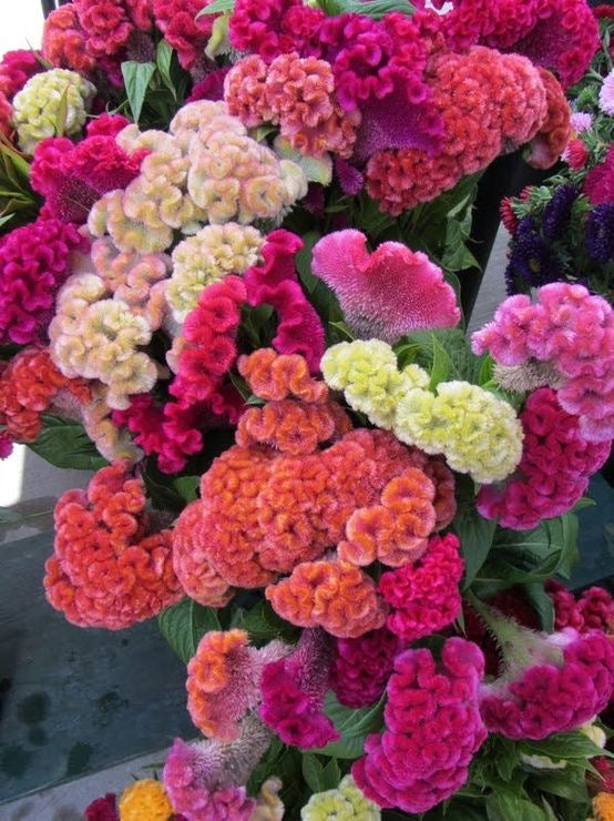 Bouquet of colorful cockscomb flowers with pink, orange, and white hues.