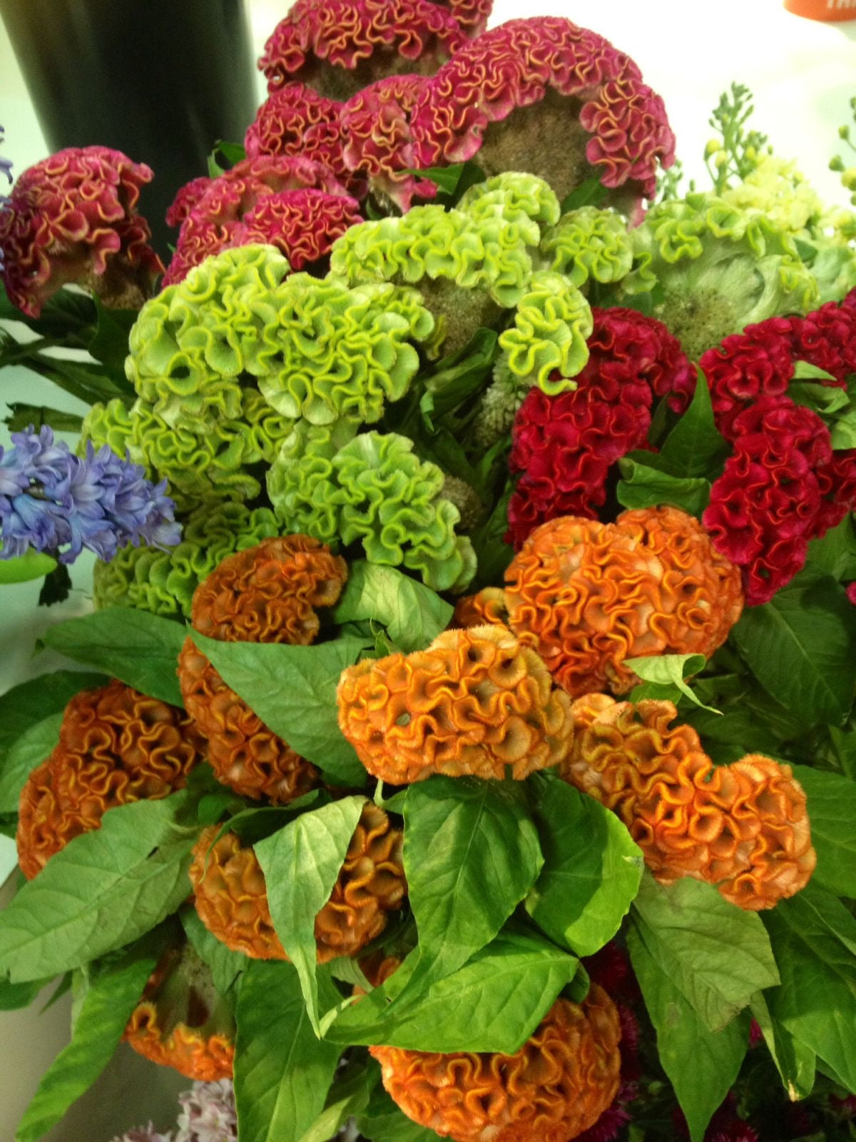 Bouquet of colorful flowers including red, green, orange, and blue.