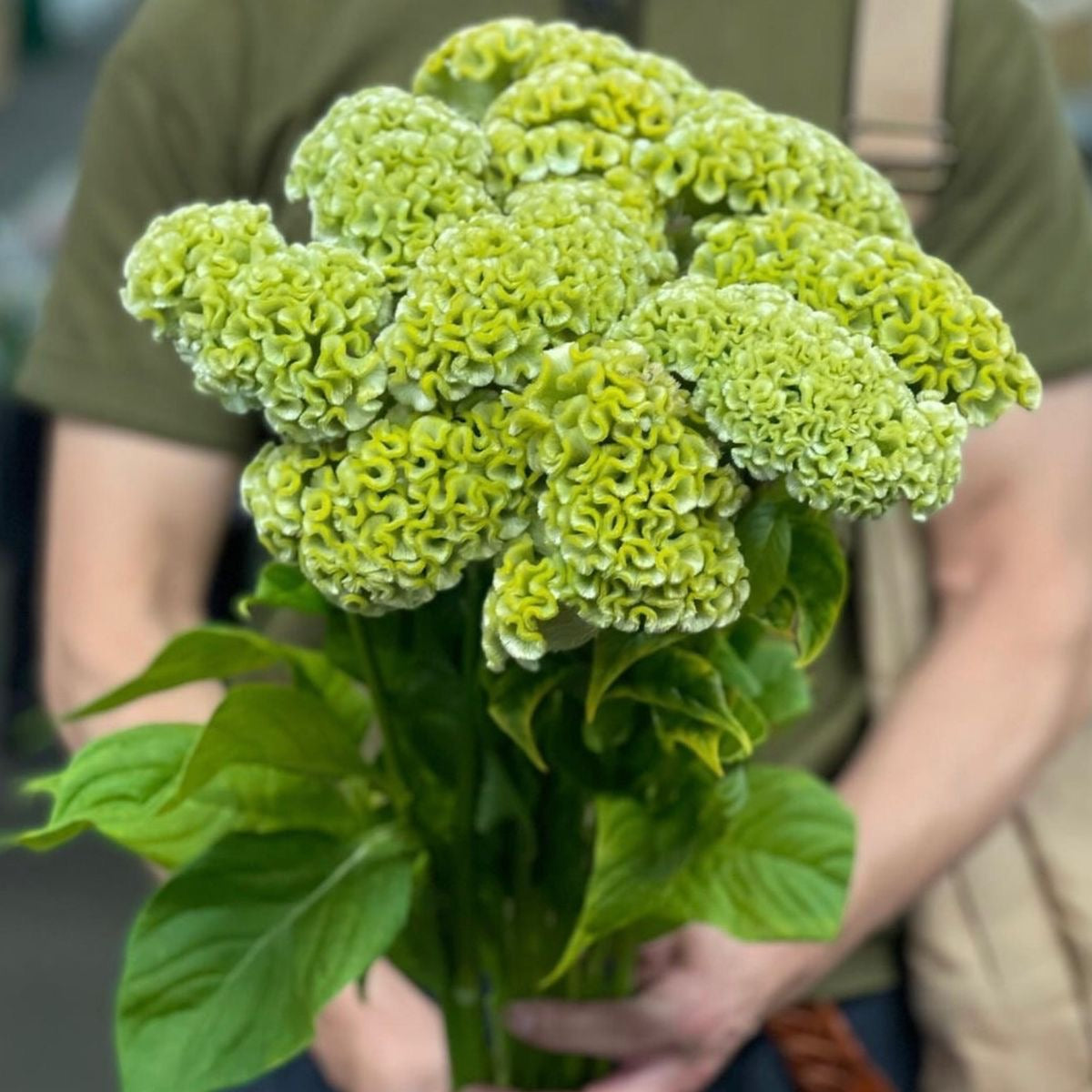 Bouquet of green flowers held by a person wearing a green shirt.