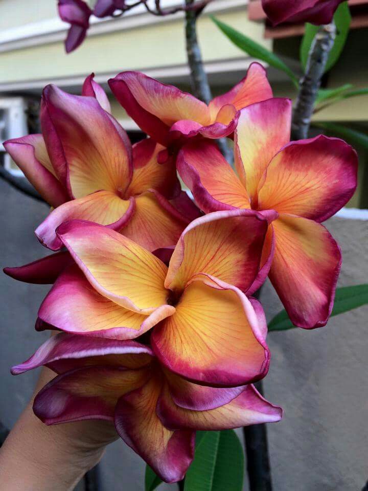 Bouquet of pink and orange flowers held by a person