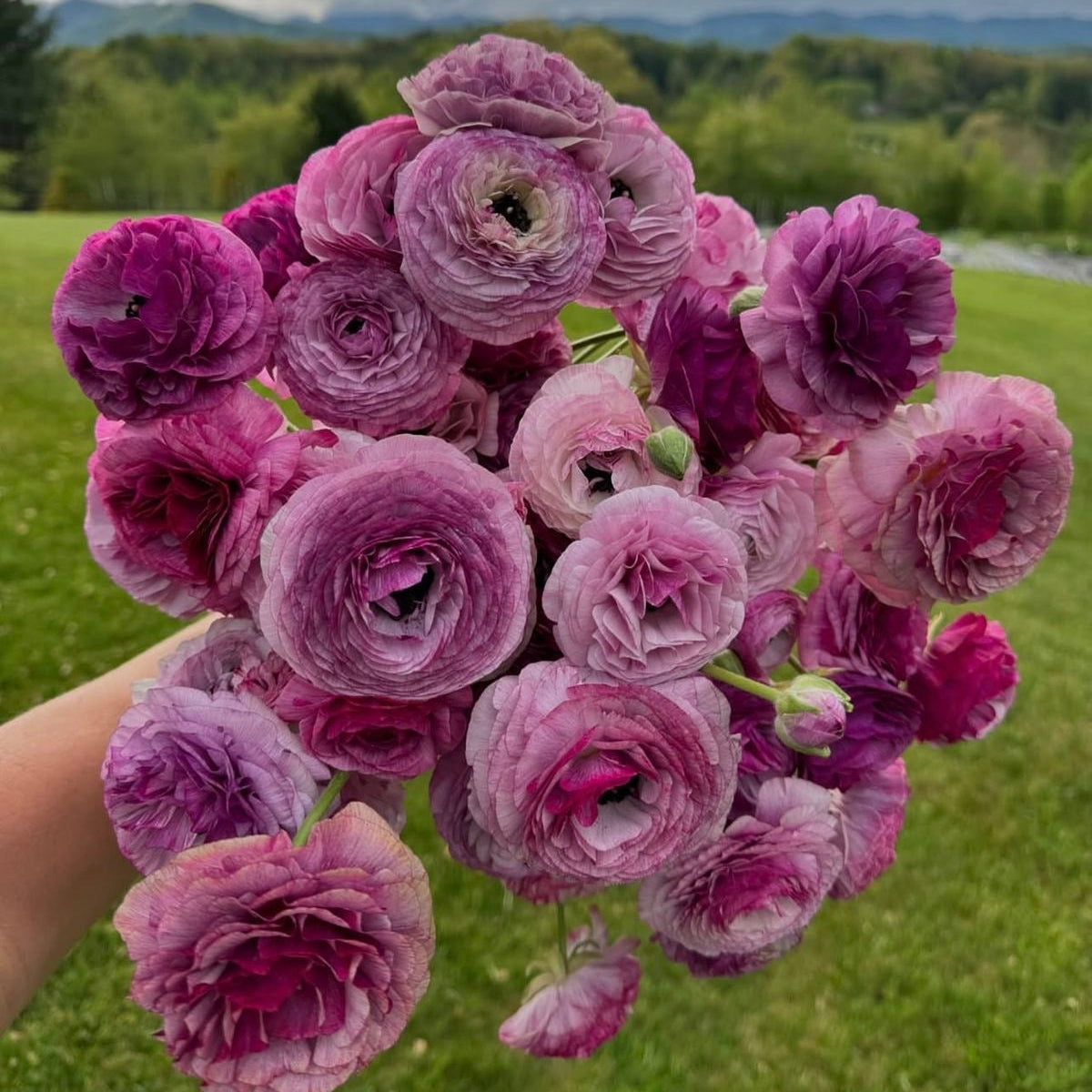 Bouquet of pink flowers held in front of a green landscape with trees and mountains.