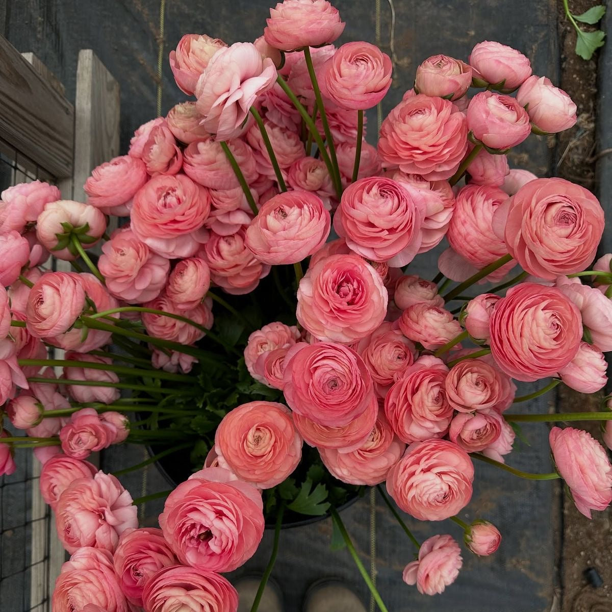 Bouquet of pink flowers with a person's feet visible at the bottom.