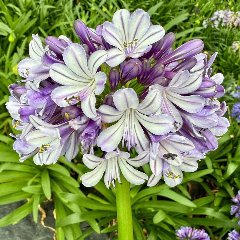 Bouquet of purple and white flowers with green leaves
