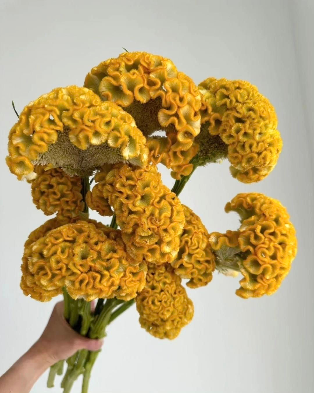 Bouquet of yellow flowers held by a hand against a light gray background