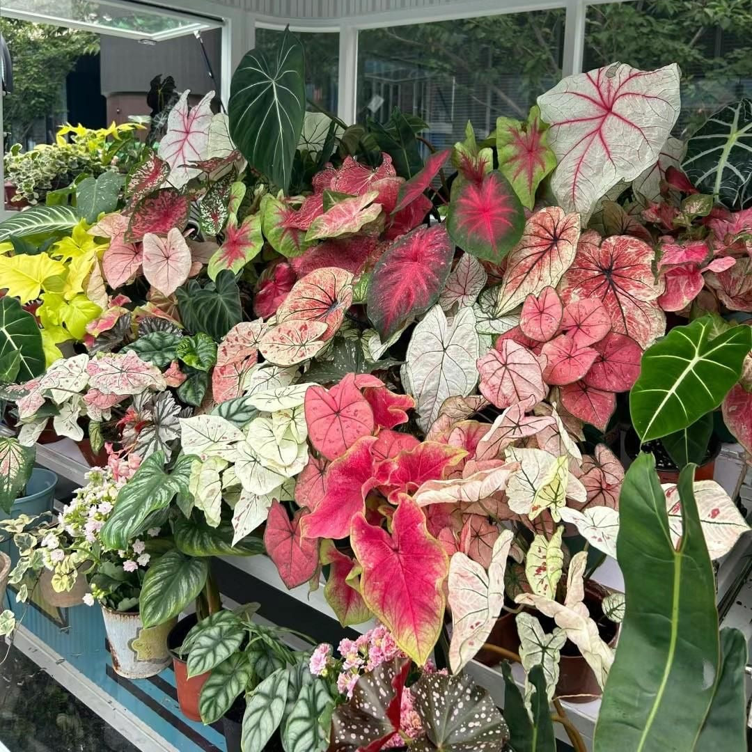 Caladium Flower Bulbs