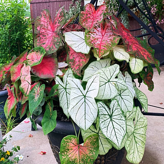 Caladium Flower Bulbs Pack of 5