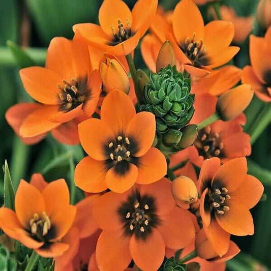 Chincherinchee/Ornithogalum Imported Orange Flower Bulbs