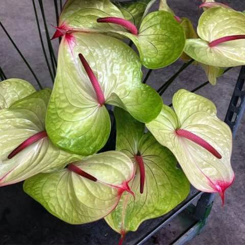 Close-up of a Anthurium plant with green leaves and red spurs.