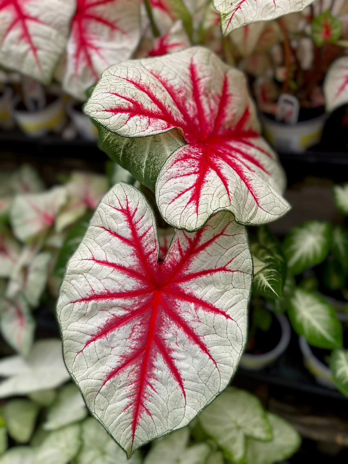 Close-up of a Caladium plant with red and white leaves.
