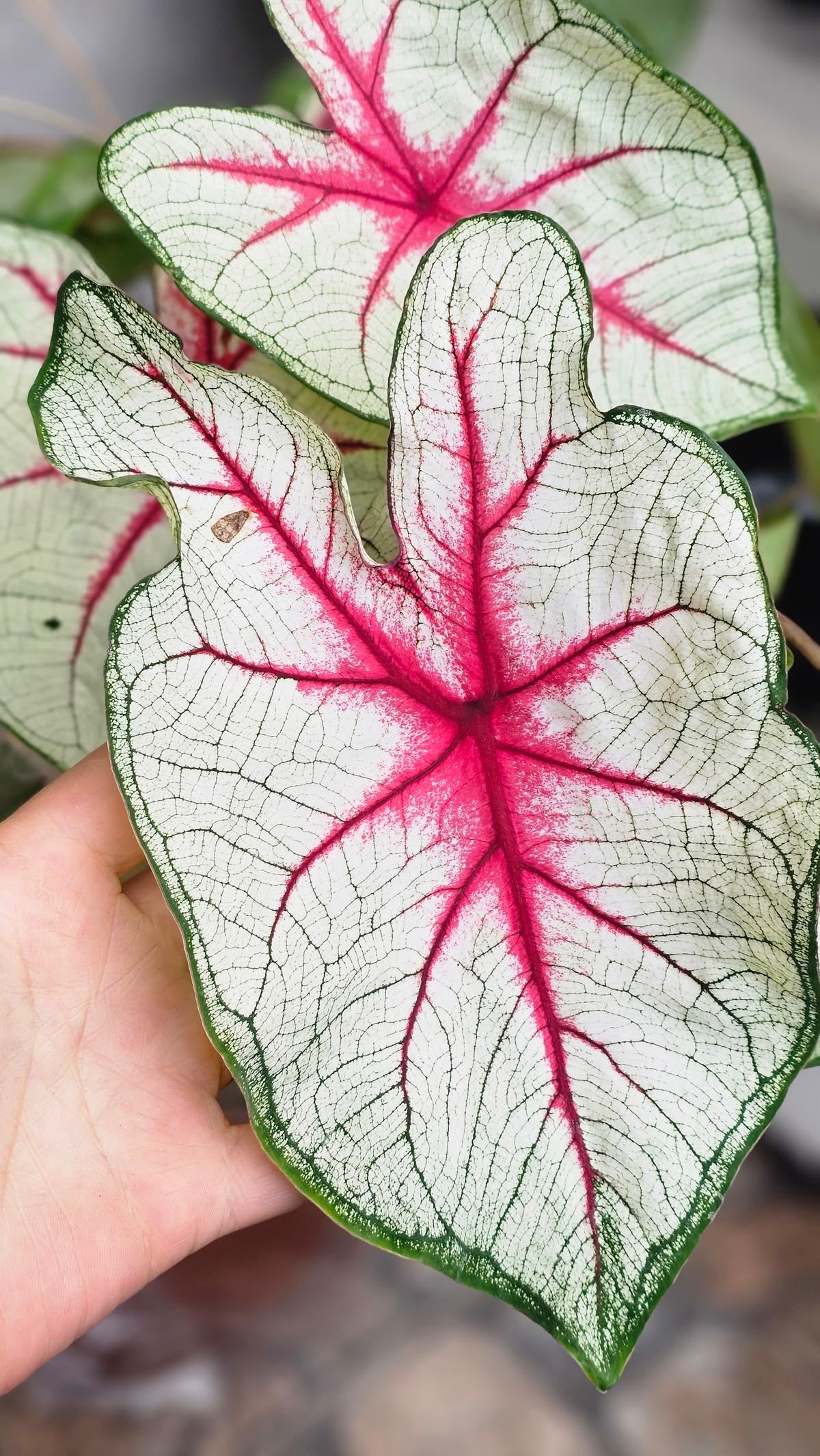 Close-up of a caladium plant with red, white, and green leaves.