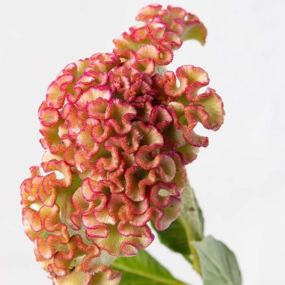 Close-up of a cluster of pink and green flowers with leaves on a white background