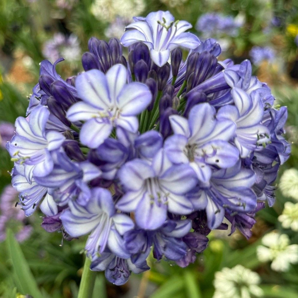 Close-up of a cluster of purple and white flowers with a blurred natural background