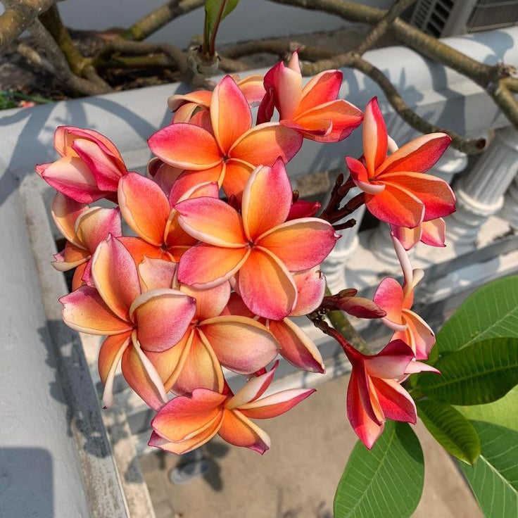 Close-up of a cluster of red and pink flowers with green leaves.