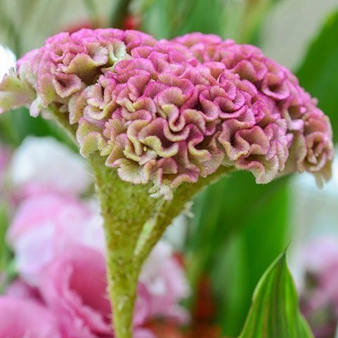 Close-up of a pink and green flower with blurred background