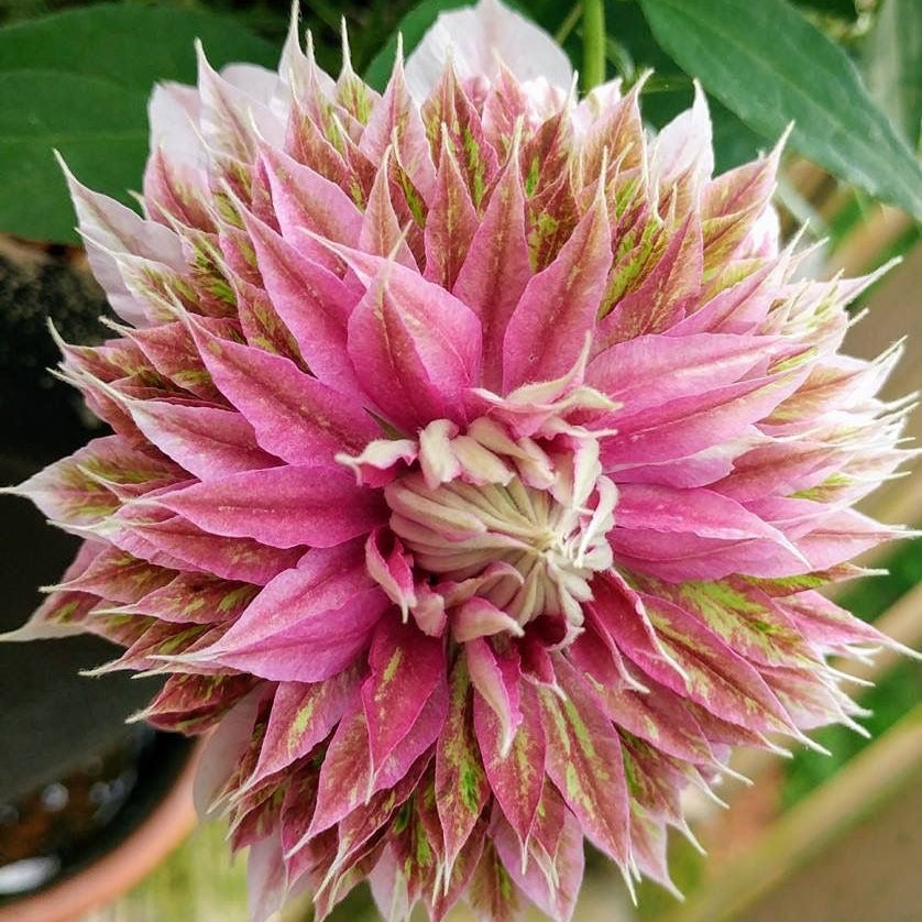 Close-up of a pink and white flower with a blurred green background