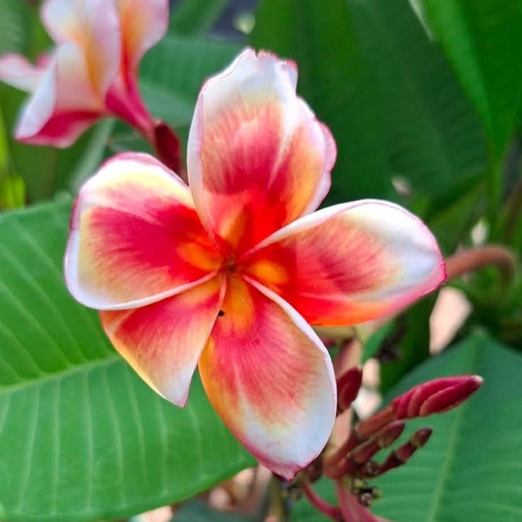 Close-up of a pink and white frangipani flower with green leaves in the background.