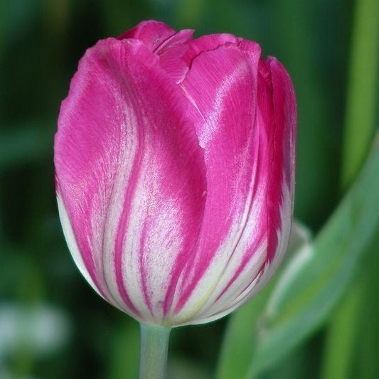 Close-up of a pink and white striped tulip with a blurred green background
