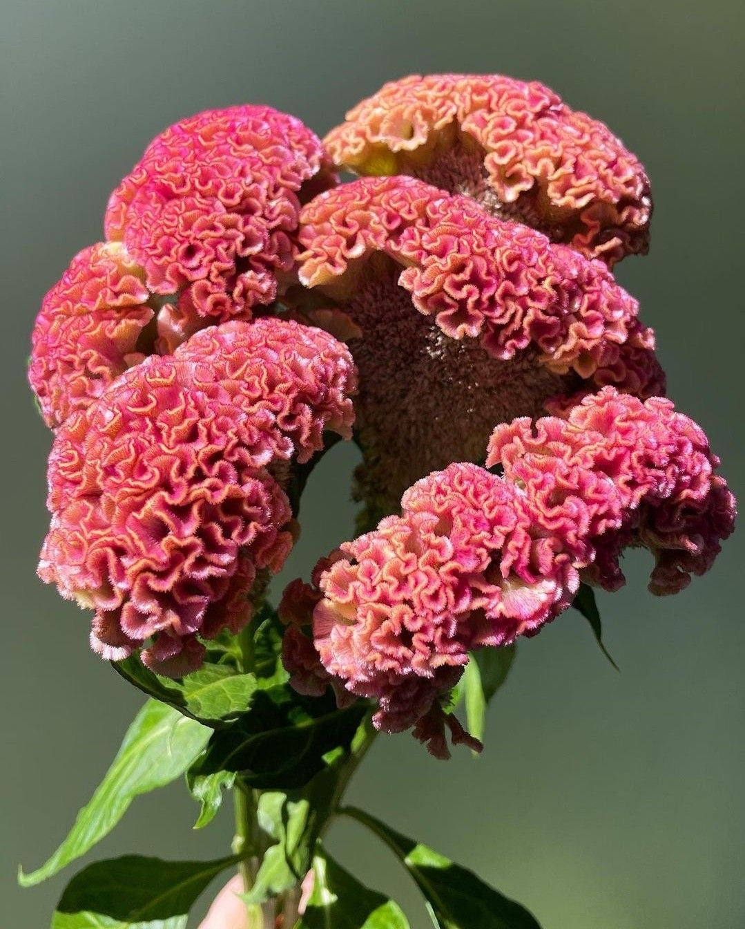 Close-up of a pink cockscomb flower with a blurred green background
