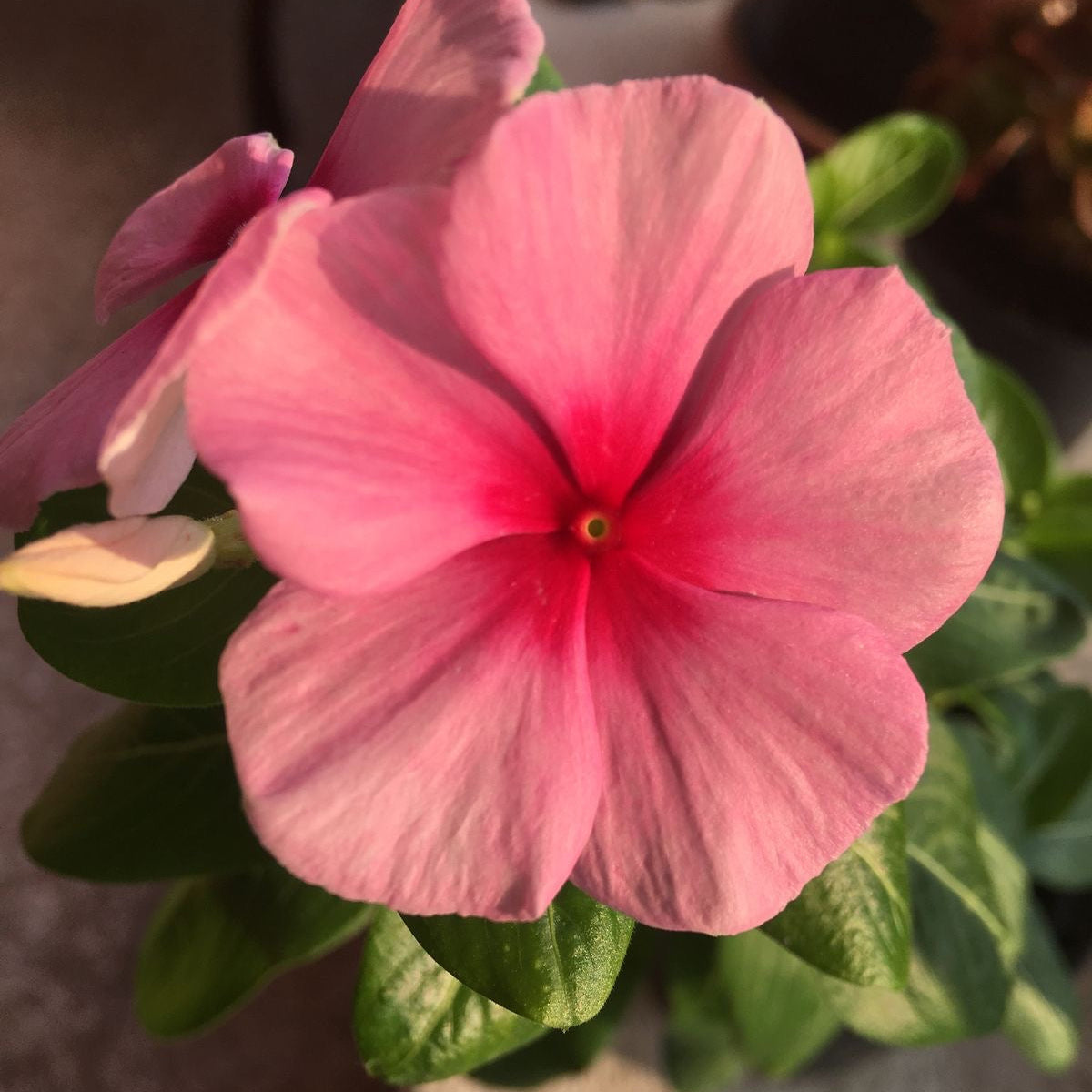 Close-up of a pink flower with green leaves