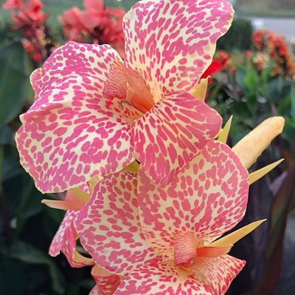 Close-up of a pink flower with white spots against a blurred natural background