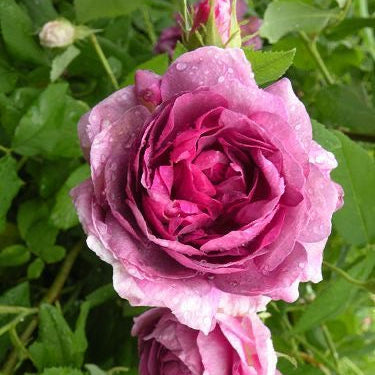 Close-up of a pink rose with green leaves in the background