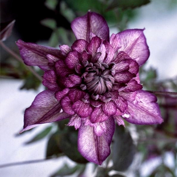 Close-up of a purple flower with a blurred background