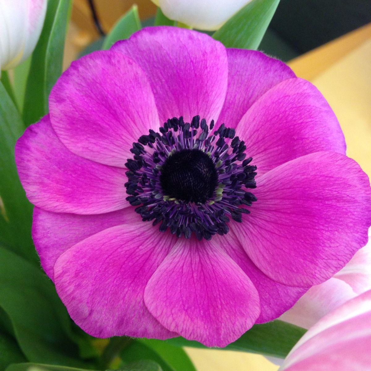 Close-up of a purple flower with green leaves and pink flowers in the background.