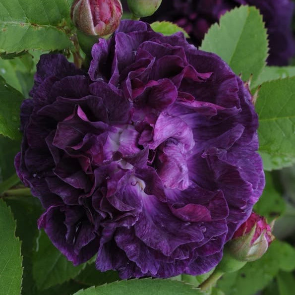 Close-up of a purple flower with green leaves in the background
