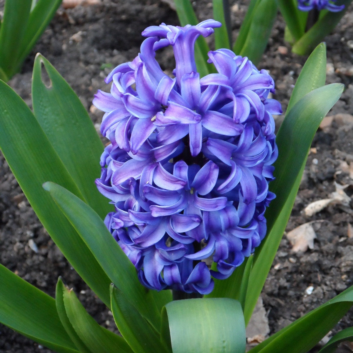 Close-up of a purple hyacinth flower with green leaves on a natural background